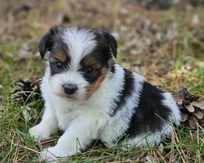 Bonnie - Female Shorkie Puppy for Sale