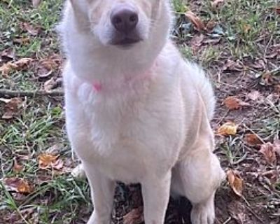 Cheyenne - Labrador Retriever Female Dog for Adoption