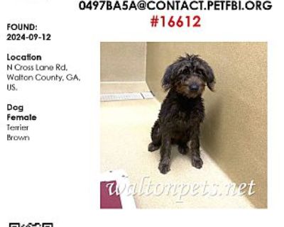 #16612 - Terrier (Unknown Type, Medium) Female Dog for Adoption