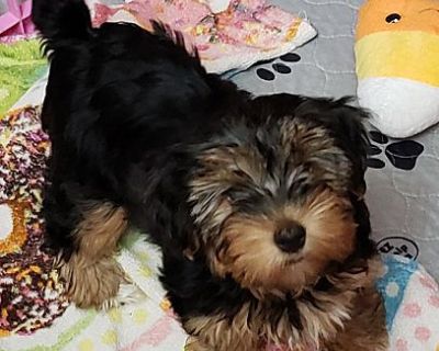 Velma - Yorkie, Yorkshire Terrier Female Puppy for Adoption