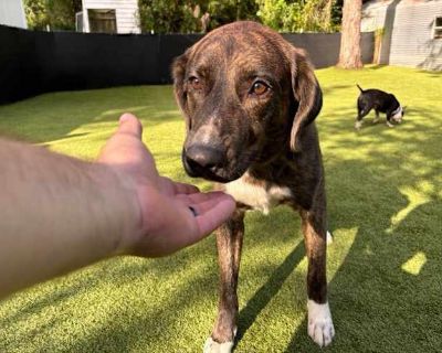 Denver - Great Pyrenees/Foxhound Mix Male Dog for Adoption