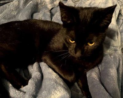 Child. Black (all). Hi! I'm Lil Shrubz, the playful kitten who loves a good wand toy chase. My days are filled with curiosity, cuddles, and a bit of goofiness. When I'm not exploring every nook and cranny, you can find me snuggled up for a nap or ready for a game. I'm sweet and always excited to meet new friends. If you're looking for a fun-loving companion to bring joy and laughter to your hom...