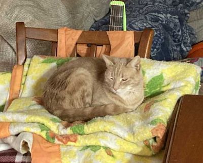 Obi Wan (Benny) - Tabby Male Cat for Adoption