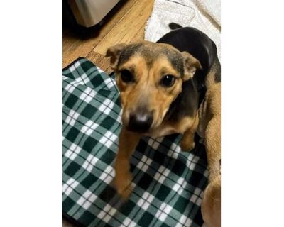 Thelma - Terrier (Unknown Type, Medium)/Dachshund Mix Female Dog for Adoption