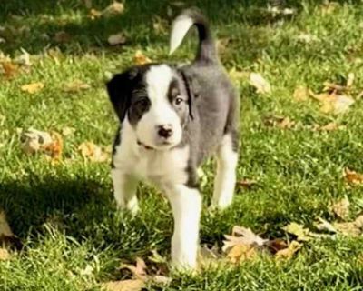 Child. Black - with white. Feast your eyes on this darling litter of 11 this fall! The "Leaf" litter is perfect example of all the various colors of foliage on the trees this autumn season! The pups were born in rescue on September 27th and have been expertly raised by their Momma (Autumn Leaf - also available for adoption and photo included for reference) and all in the same foster home! The 3...
