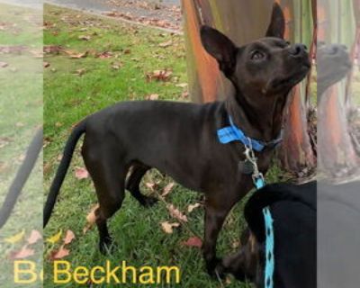 Adult * Location Los Angeles, CA, 90018 USA USA *. Dog Breed: Miniature Pinscher / Mixed (short coat). Min pin mixes. 6 yrs, approx 15 lbs, Beckham and Cooper were adopted as puppies and returned to us as adults. They are now 6 yrs old. They were returned because the couple was having a baby. The boys have been with us since and are boarded in a Cagefree facility. After only being with each oth...