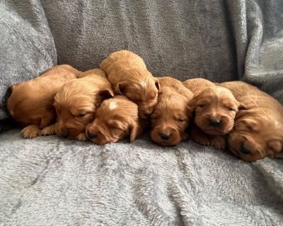 5 Male and 3 Female Golden Retriever Puppies for Sale