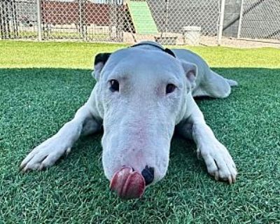 Boo Berry - Bull Terrier Male Dog for Adoption