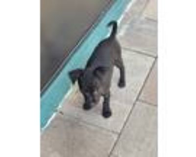 Adopt Beethoven a Black - with Gray or Silver Chiweenie / Mixed dog in New Port