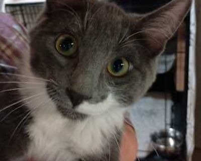 DOB 5/24/25 - Oyster is a sweet, high energy young male that needs someone to play with. He loves to be pet, cuddle and play. Oyster tested FIV positive, and would do great in a home with another active FIV positive cat or a dog. He can be a handful but is very sweet. He is currently in foster care so please email us to set up an appointment to meet him. He prefers a home with no small children...