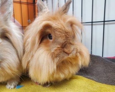 Health Spayed / neutered.. Young Female Medium