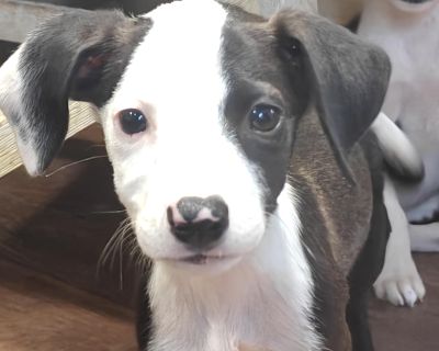 Spooky - Border Collie Mix Female Puppy for Adoption