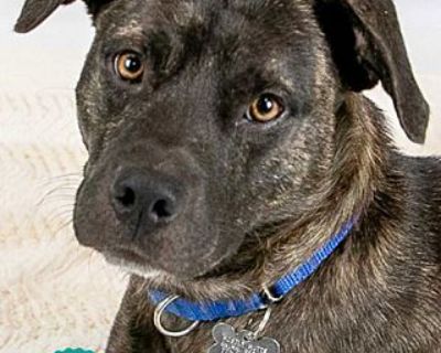 Clarke - Labrador Retriever/American Bulldog Mix Male Dog for Adoption