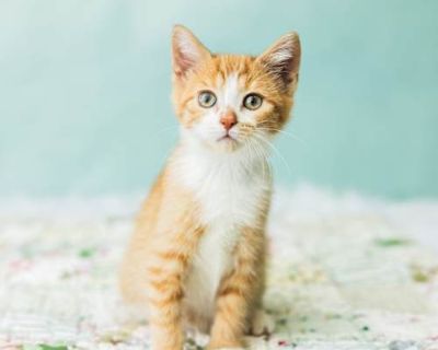 Meet Pumpkin Spice Latte the little kitten with a big personality and an even bigger heart! This sweet girl is the perfect blend of cuddly warmth and playful energy. She ll chase toys with all the enthusiasm in the world, then curl up for a cozy nap right beside you. Pumpkin Spice Latte gets along with everyone cats, dogs, people she loves making new friends and spreading her gentle charm where...