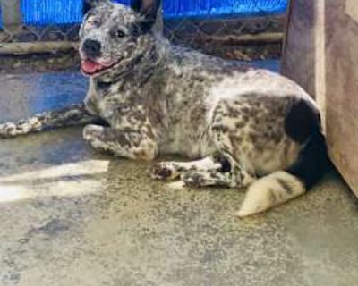 Loretta. - Blue Heeler/Mixed Breed (Large) Mix Female Dog for Adoption