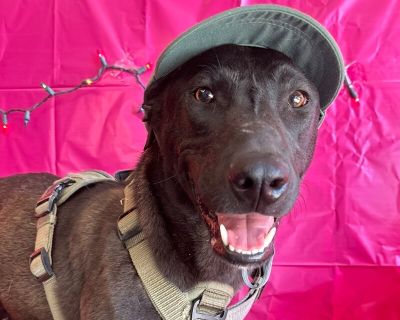 Reggie - Shepherd & Black Labrador Retriever Mix Male Dog for Adoption