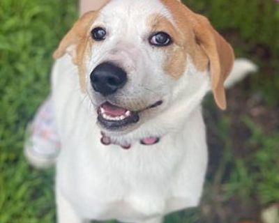 Tessa - Great Pyrenees/Anatolian Shepherd Mix Female Dog for Adoption