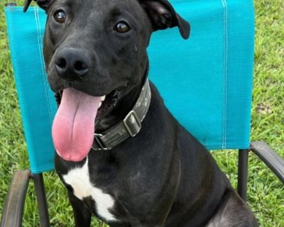 nala - Pit Bull Terrier & Black Labrador Retriever Mix Female Dog for Adoption