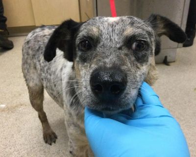 Dog - Australian Cattle Dog / Blue Heeler Female Dog for Adoption