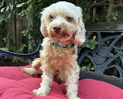 Sandra Dee - Poodle (Miniature)/Maltese Mix Female Dog for Adoption