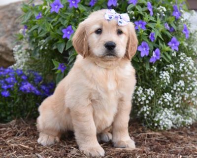 6 Male and 4 Female Golden Retriever Puppies for Sale