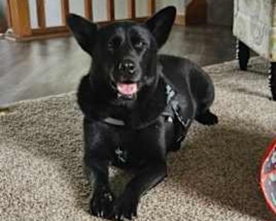 Midnight - German Shepherd Dog Female Dog for Adoption