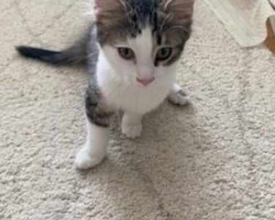 Sally - Domestic Shorthair Female Cat for Adoption