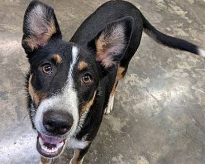 Jack - Border Collie Male Dog for Adoption