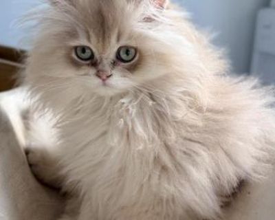 Sophia - Persian Female Kitten For Sale