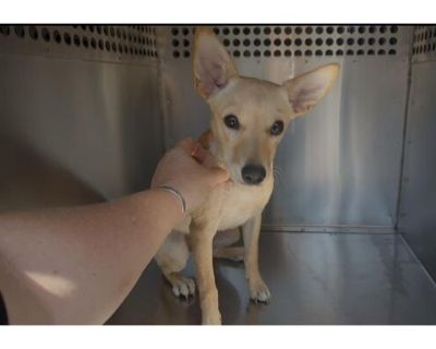 KAMERON - Chihuahua Male Puppy for Adoption