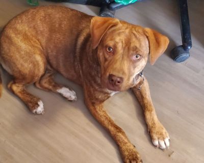 Rose - Dogue de Bordeaux Female Dog for Adoption