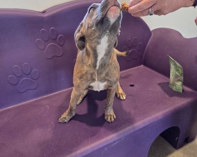 All animals must be spayed and neutered All animals will be fully vetted prior to Adoption. Health Vaccinations up to date.. Puppy Female Medium