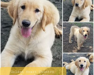 AKC registered Golden Retriever puppies