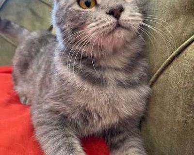 Sargeant - British Shorthair Male Cat for Adoption