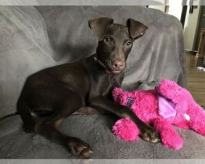 Young * Location New York, NY, 10028 USA USA *. Dog Breed: Doberman Pinscher / Labrador Retriever / Mixed (short coat). Dillon is thought to be a 12 week old Doberman mixed male who found himself at a rural shelter and in danger of being killed! The staff at the recycling facility found him in a cardboard box just in time thankfully and turned him in. Dillon is a very sweet and playful puppy. H...