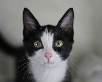 Domanic - SEE ME @ PETCO! - Domestic Shorthair Male Cat for Adoption