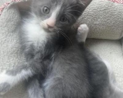 Milo - Domestic Male Kitten For Sale