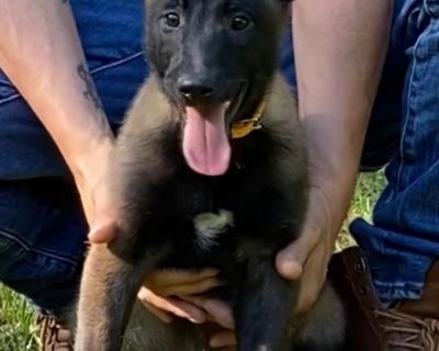 Belgian Malinois Puppies, Superior Quality of Puppies for Sale