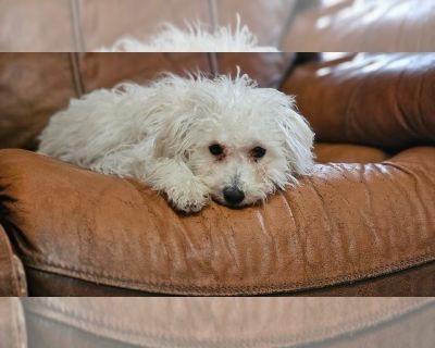 Lil Pink - Maltipom-Maltipoo Mix Female Puppy for Sale