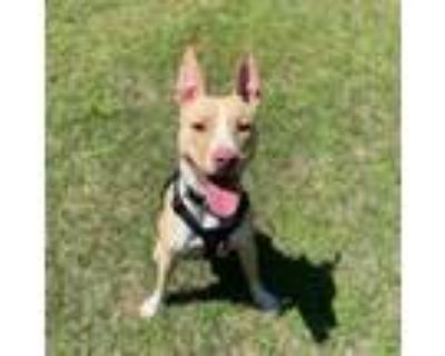 Adopt Ike a Pit Bull Terrier