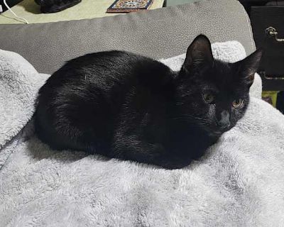 Squirrel & Loverboy - Domestic Shorthair Male Cat for Adoption