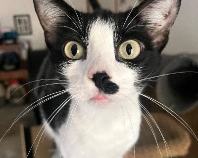 Meet Kit Kat! Kit Kat is a sweet, low-key kitty with a big love for the little things like head rubs, sunny spots, and a good can of wet food. She ll happily roll onto her back to show off her belly (not always for pets, but always adorable), and she s not too picky when it comes to toys. If her feline roommates are playing, she s happy to jump in or just lounge nearby and enjoy the scene. She ...