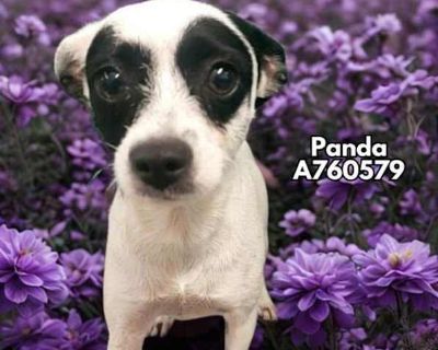 Panda - Chihuahua/Jack Russell Terrier Mix Female Dog for Adoption
