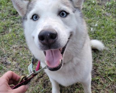 Gretel - Siberian Husky Female Dog for Adoption