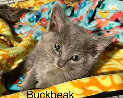 Buckbeak - Domestic Shorthair Male Cat for Adoption