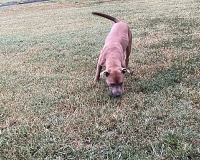 Charlie Brown - American Pit Bull Terrier Male Puppy for Adoption