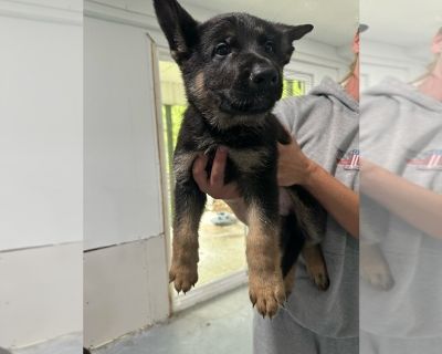 Litter of 6 - German Shepherd Dog Male Puppy for Sale