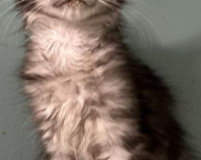 Phoebe - Maine Coon Female Cat For Sale