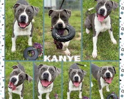 Kanye - American Pit Bull Terrier/Mixed Breed (Medium) Mix Male Dog for Adoption