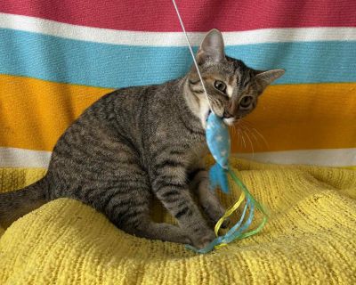 Livi - American Shorthair Female Cat for Adoption